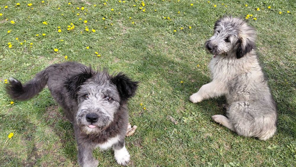 Donez cățeluse in vărstă de 3 luni