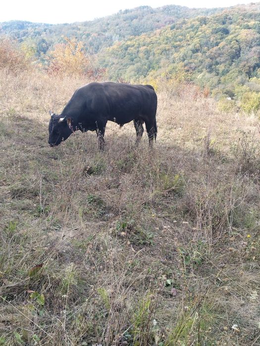 Taur de vânzaree