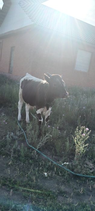 Продам годовалого бычка