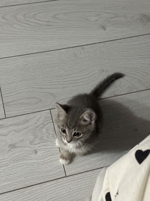 Котенок 2-3 месяца