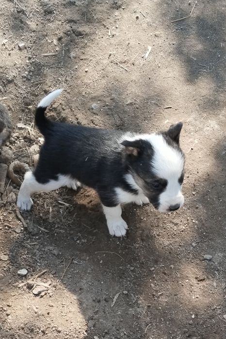 Щенки, мальчики и девочки