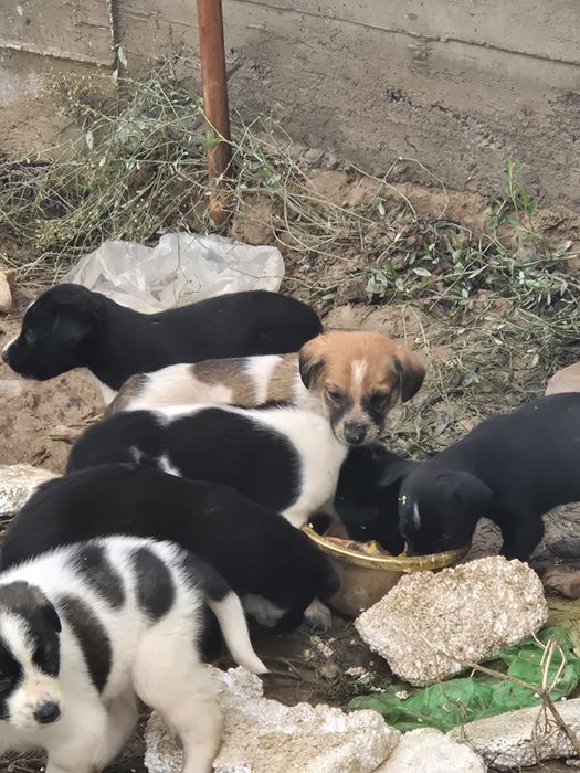 Отдам в добрые руки  щенки.