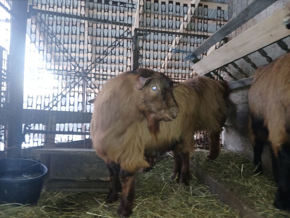 Țap de vanzare romanesc