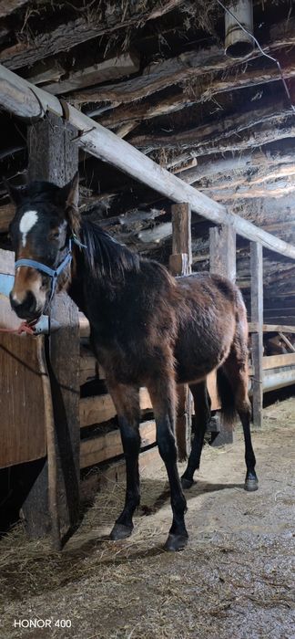 Жабағы сатылады ұрғашы