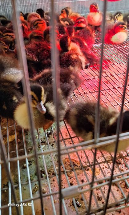 Boboci Rată Mulard si Rouen