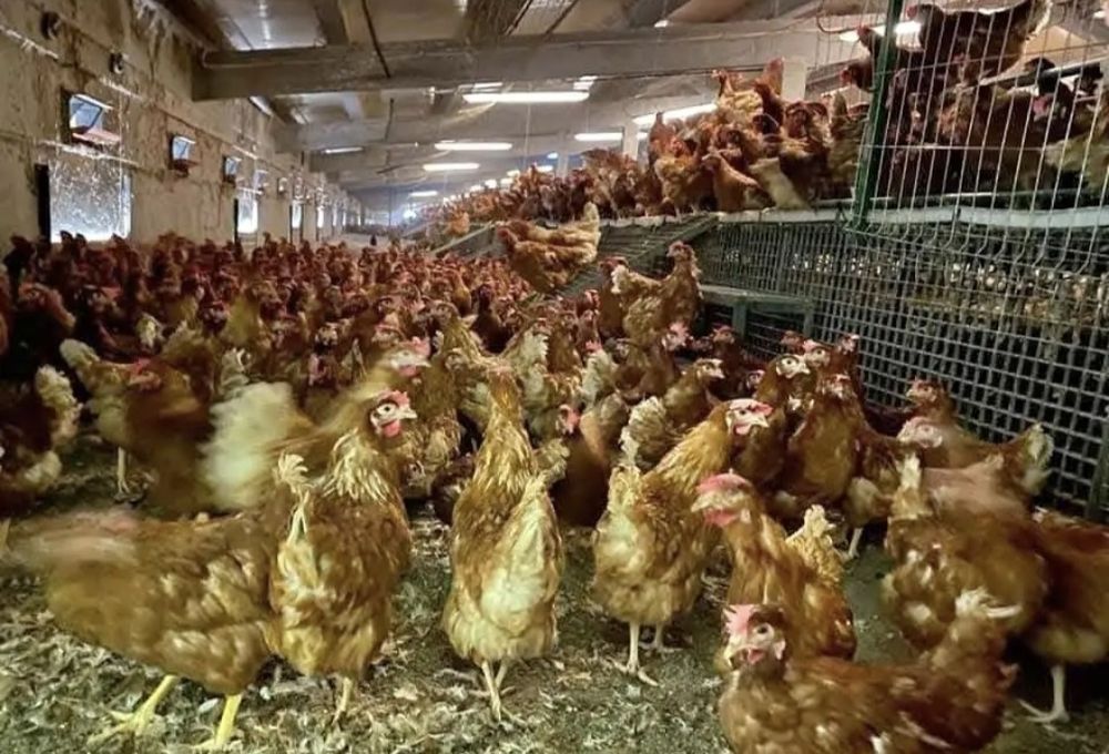 Găini ouătoare de vânzare
-Găini sănătoase, bine îngrijite, în plin