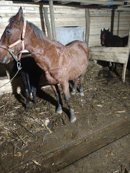 Vând sau schimb cal bun de ham