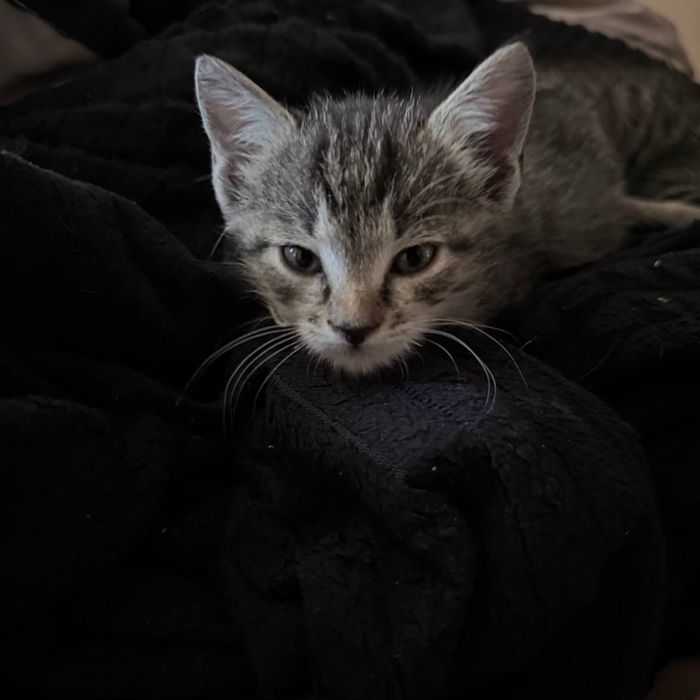 Котята, мальчик и девочка (8 недель)
