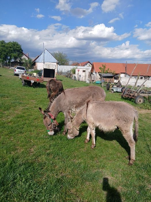De vinzare 2 magarețe si un magar