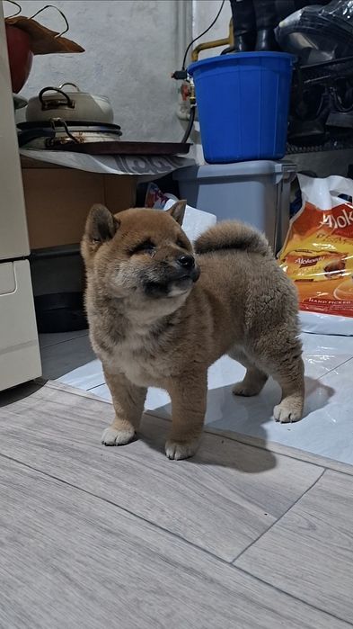 Малыш Сиба-ину мальчик)