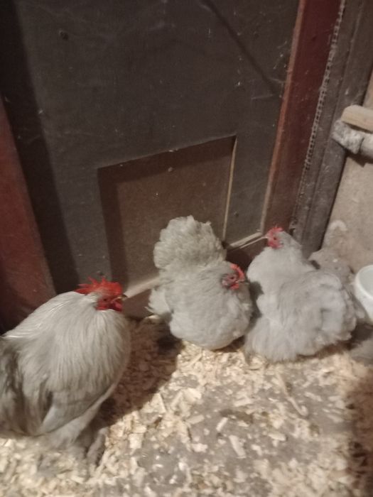 Pui de Cochinchina pitic Izabel