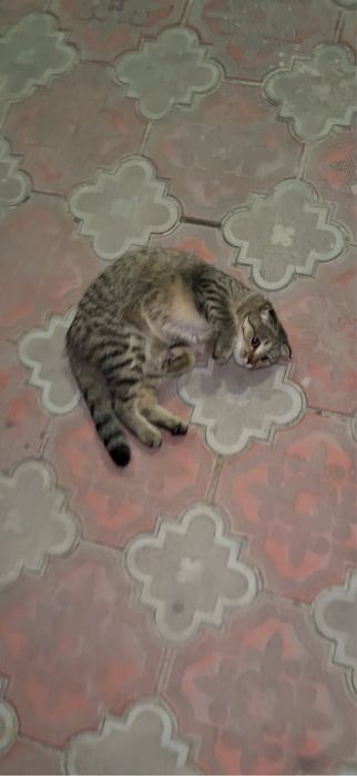 Srochna arzonga bervoraman