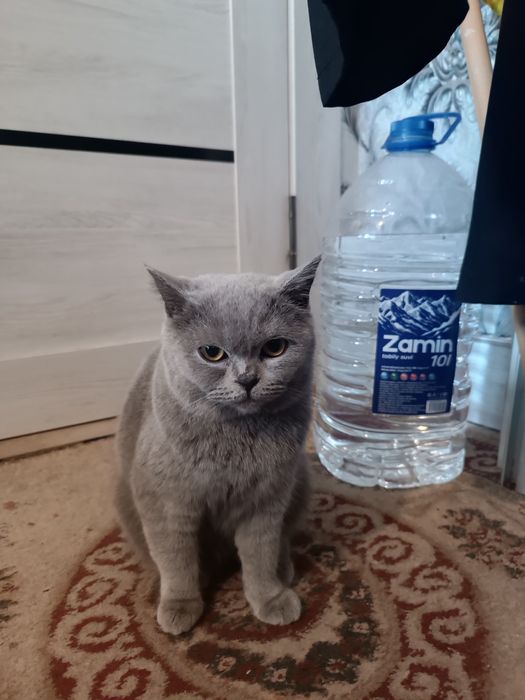 Продаётся Скотиш Страйт