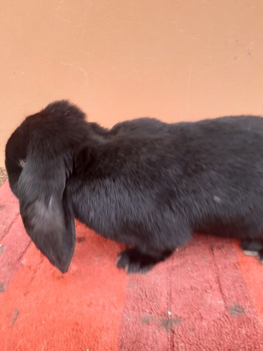 Iepuri berbec german .