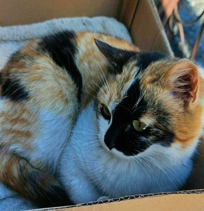 Волшебная красавица в добрые руки!