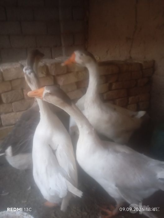 3 kun garanta beriladi