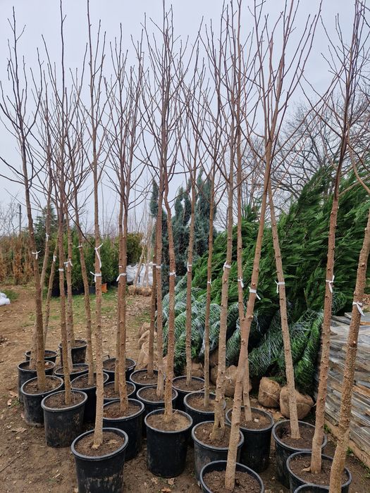 Catalpa  globular copaci ornamentali