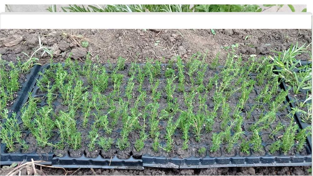 Hibrid special pentru culturi menta olandeza