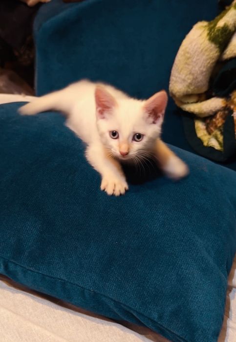 Отдам котят в хорошие руки