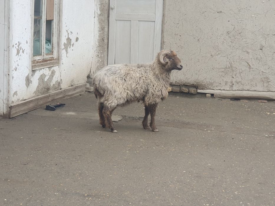 Uch yoshar Arabi shoxlik qo'chqor sotiladi tez va arzon narxda