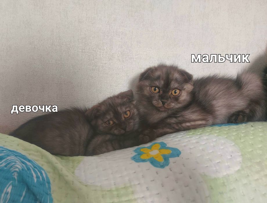 Котята два Месяца