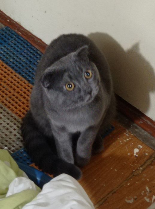 Мушук Скотиш Фолд