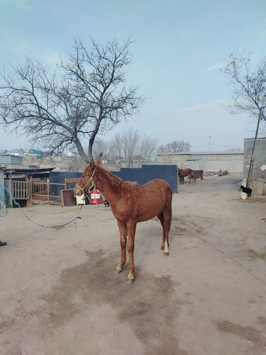 Еркек тай сатылады