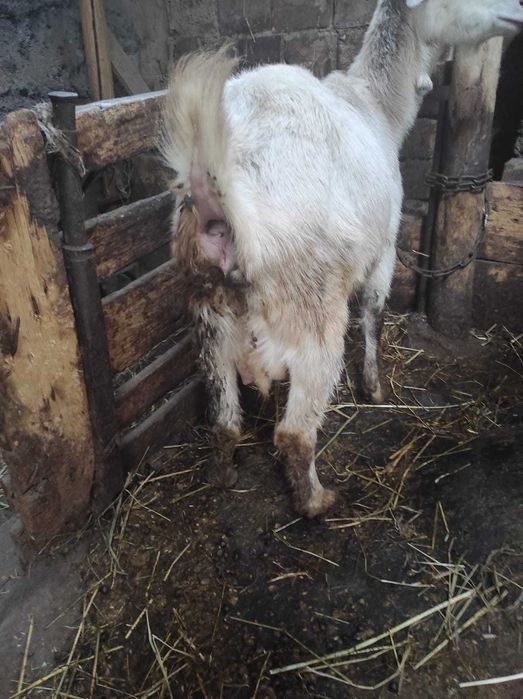 Срочно продам  козу, даёт в день   2 +4 литра  молока .