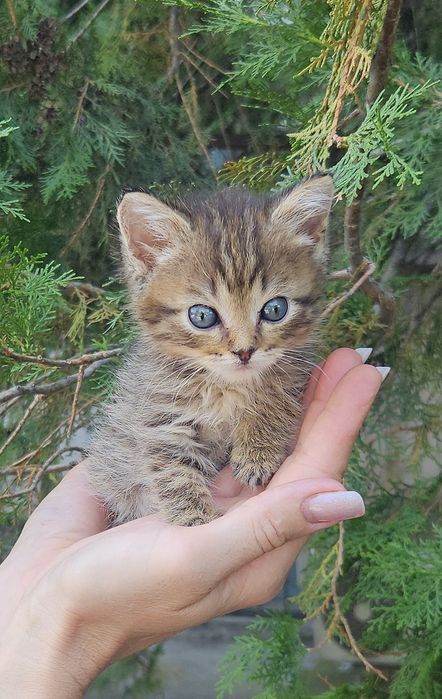 Котёнок ищет дом