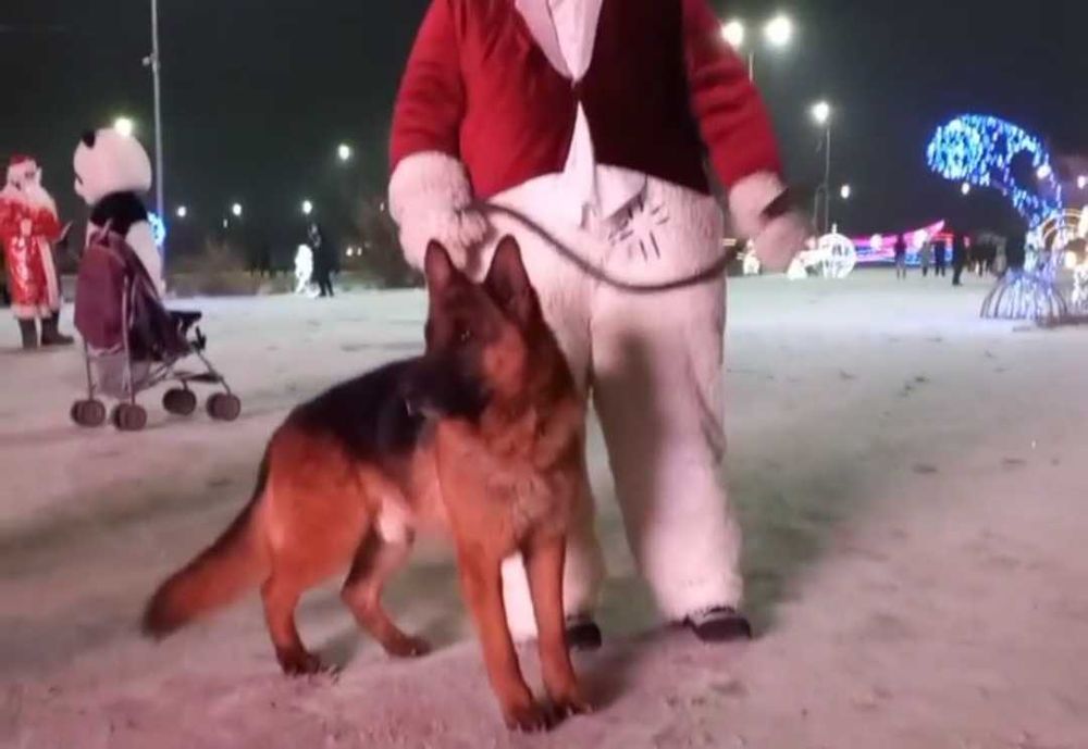 Щенки немецкой овчарки