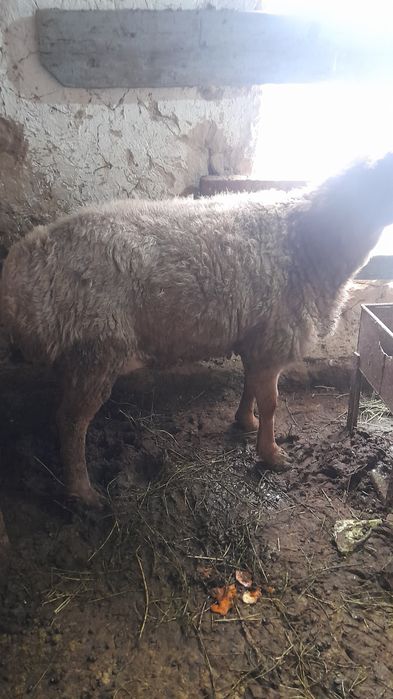 Семіз қой ірі ..