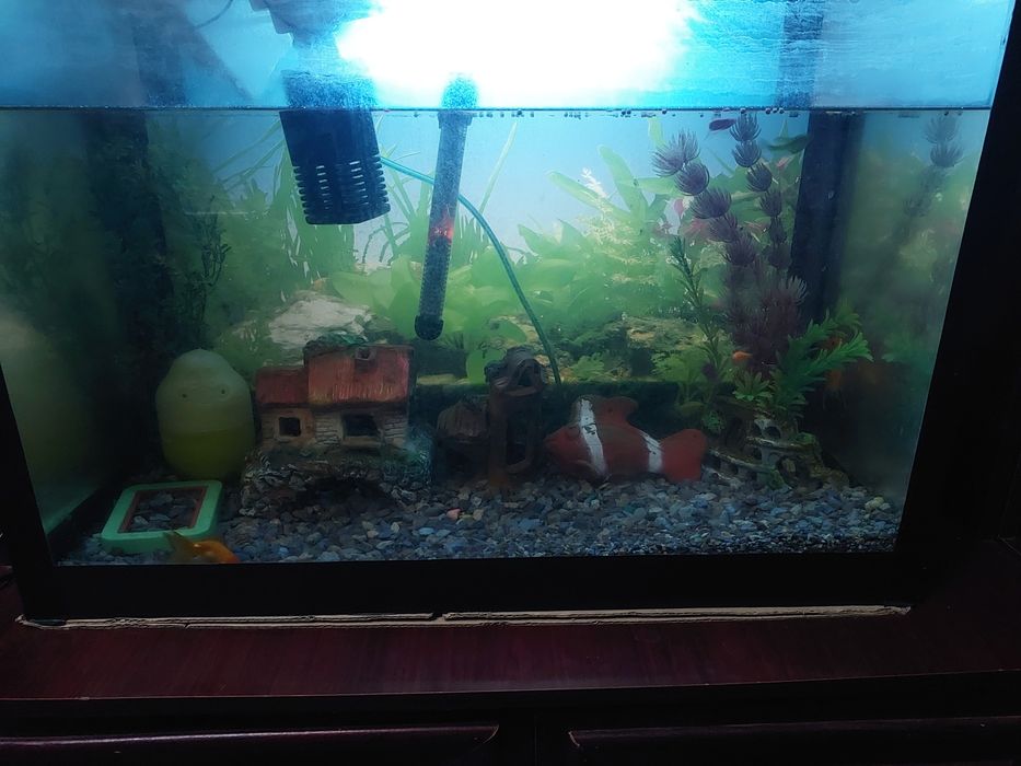 Аквариум сотилади баликлари билан