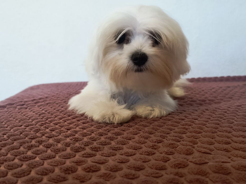 Bichon maltese (maltez) microcip și pedigree