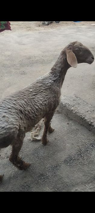 Продам гиссар  в