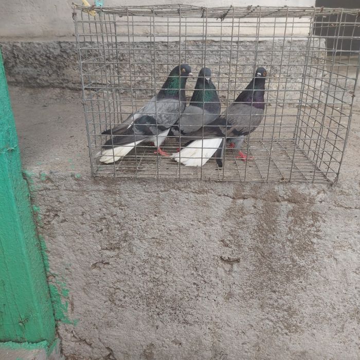 Сизи белохосты бобочки