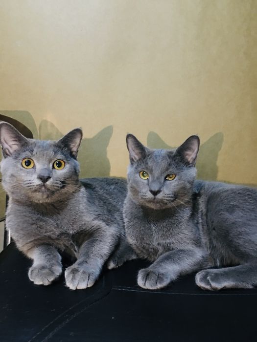 Продается кошки самка и самец