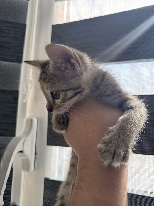 Мушукчалар Термизда