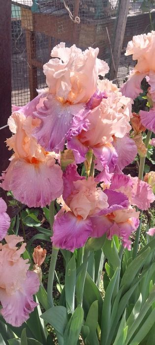 Ирис высокорослый