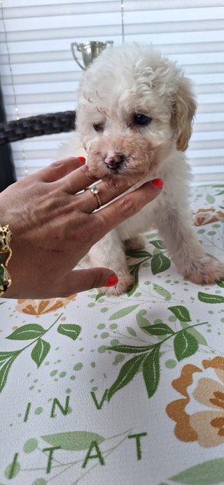 Ofertă imbatabilă! Caniș de super calitate! Cel mai bun raport calitate preț!