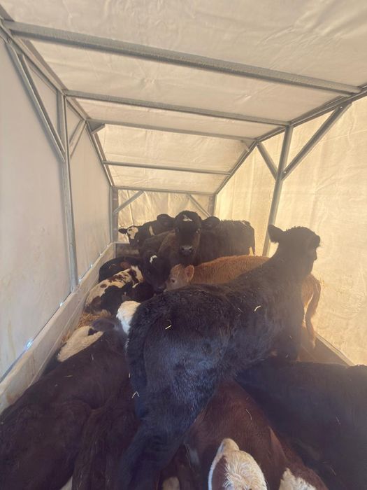 Бұзаулар сатылады