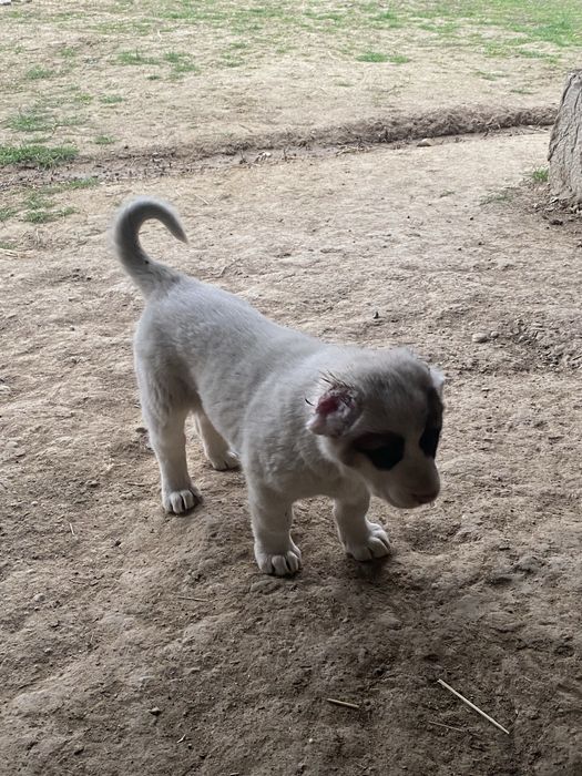 Күшік иттер собаки