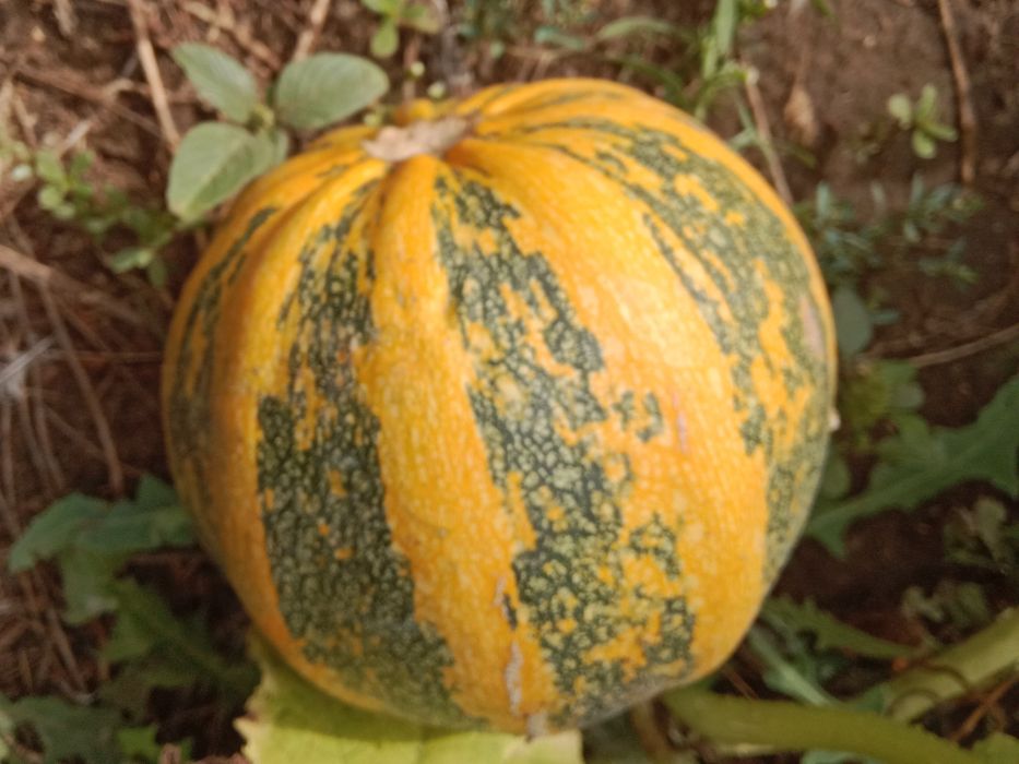 Продам домашную тыкву.