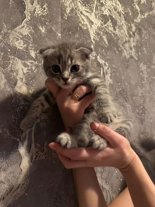 Котята скотиш фолд