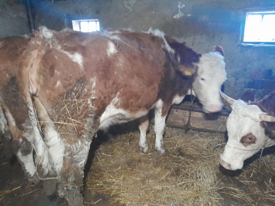 Juninci bălțată românească