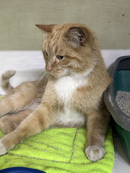 Рыжий кот в добрын руки