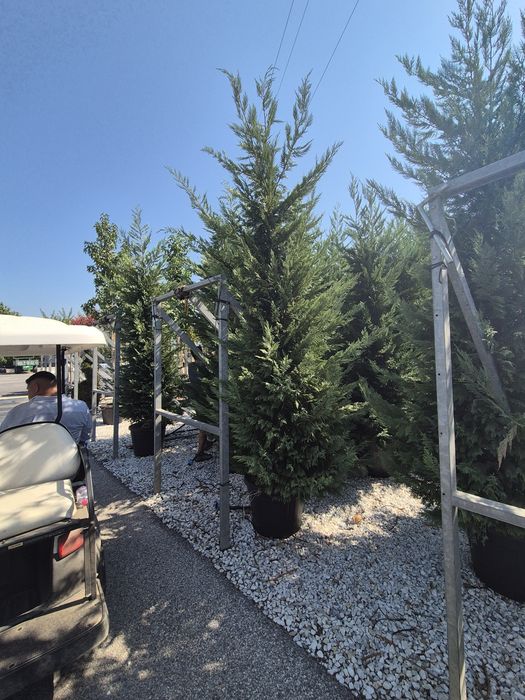 Tufe de arbuști Thuja Leylandii, plante ornamentale verzi, ideale pentru garduri vii și amenajări peisagistice. Plantele sunt sănătoase