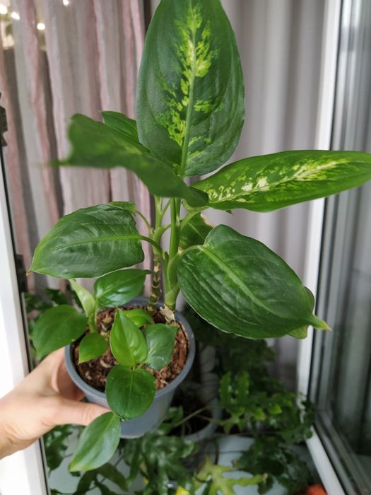 диффенбахия  в торфе