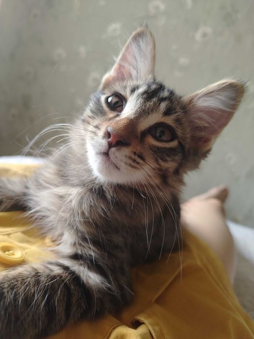 Отдам котят в добрые руки