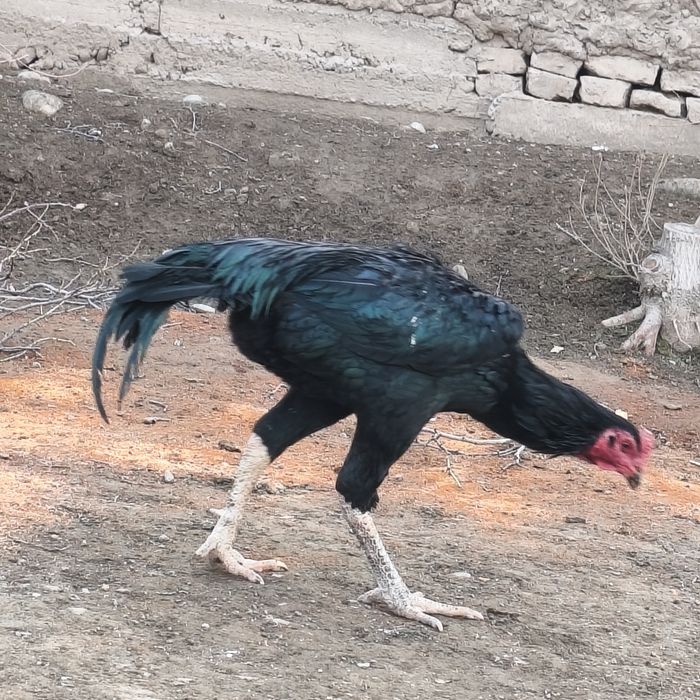 Sara Dakan xo'roz / Zotdor va sog'lom / Bo'yi baland Dakan