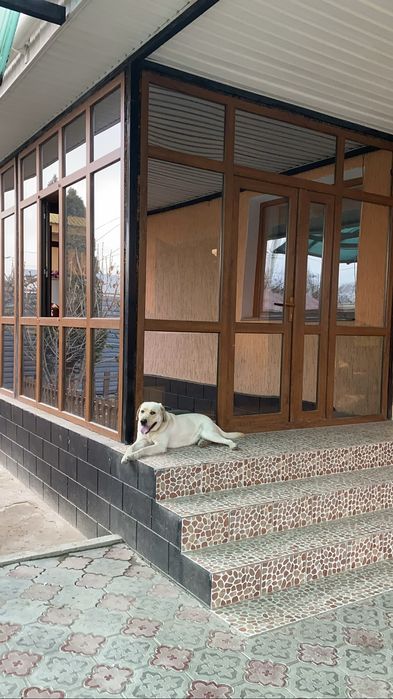 Лабрадор вязкаь